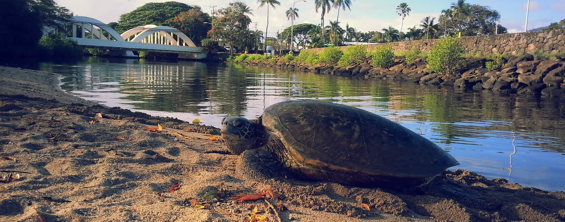 Paddling the Anahulu stream past a sea turtle